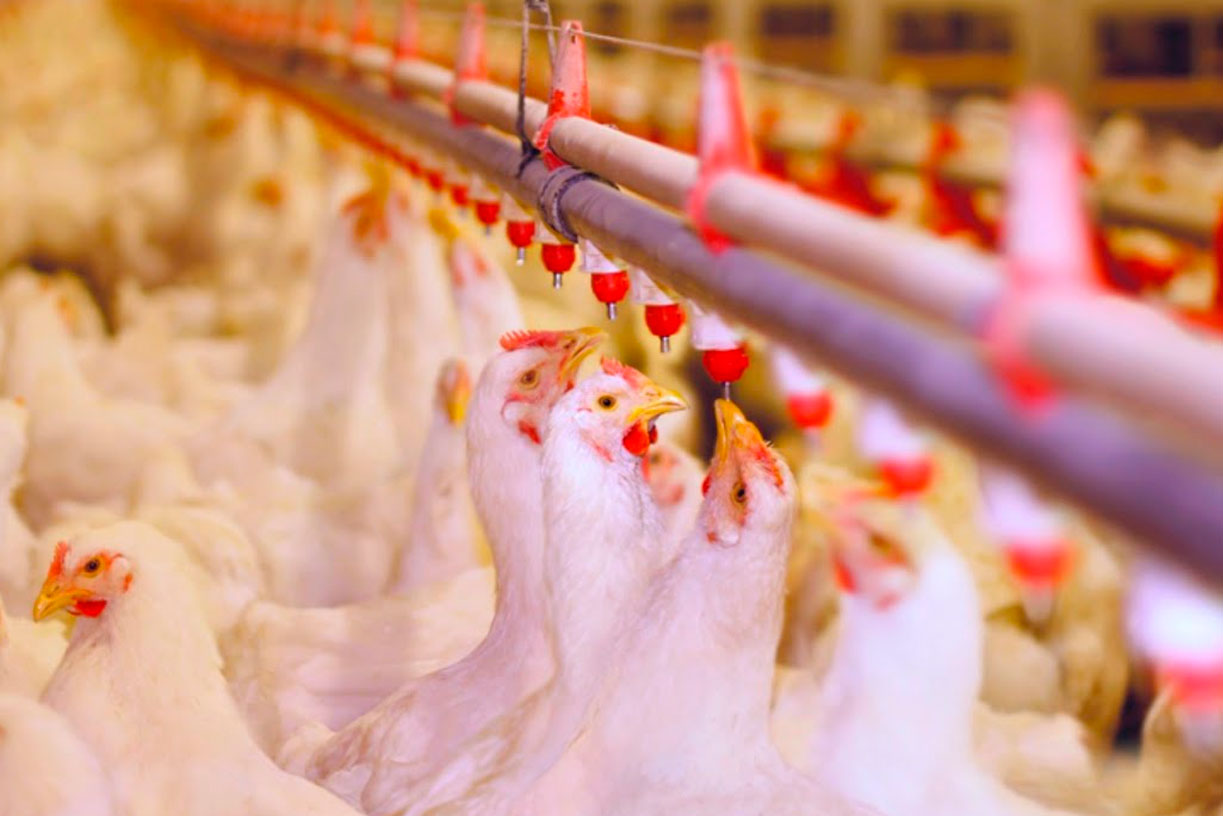 Descubre Lo Que No Sabías del Alimento de Aves en el Perú: Un Vistazo a la Industria Avícola