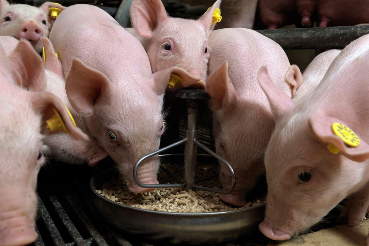 Descubriendo los Secretos del Alimento para Cerdos en el Perú: Más Allá de la Granja