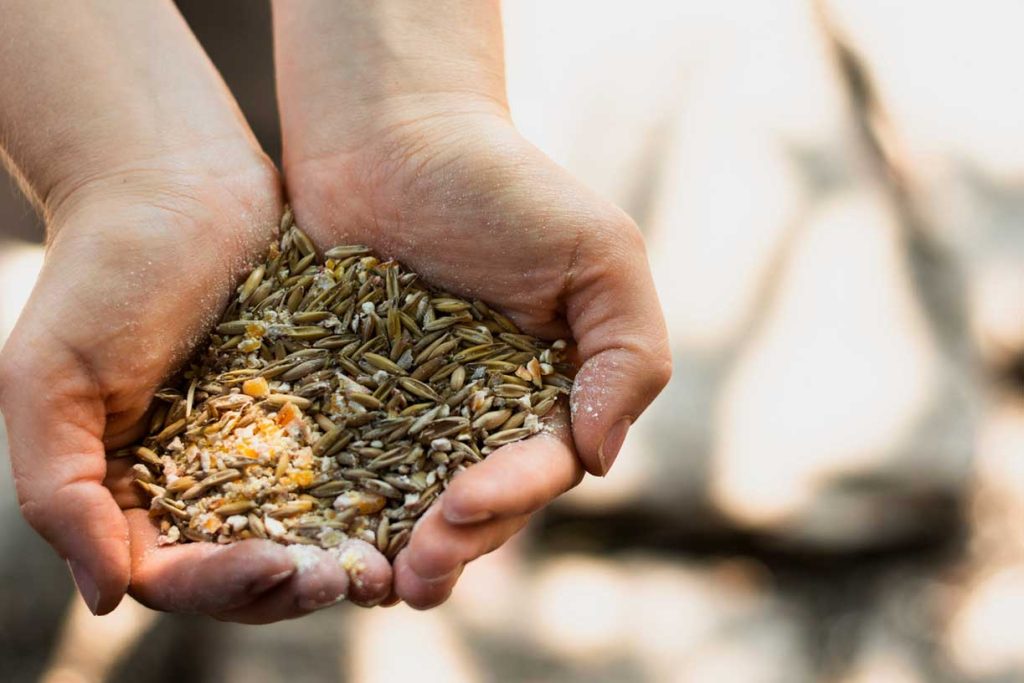 Valor nutricional del maíz en la alimentación animal