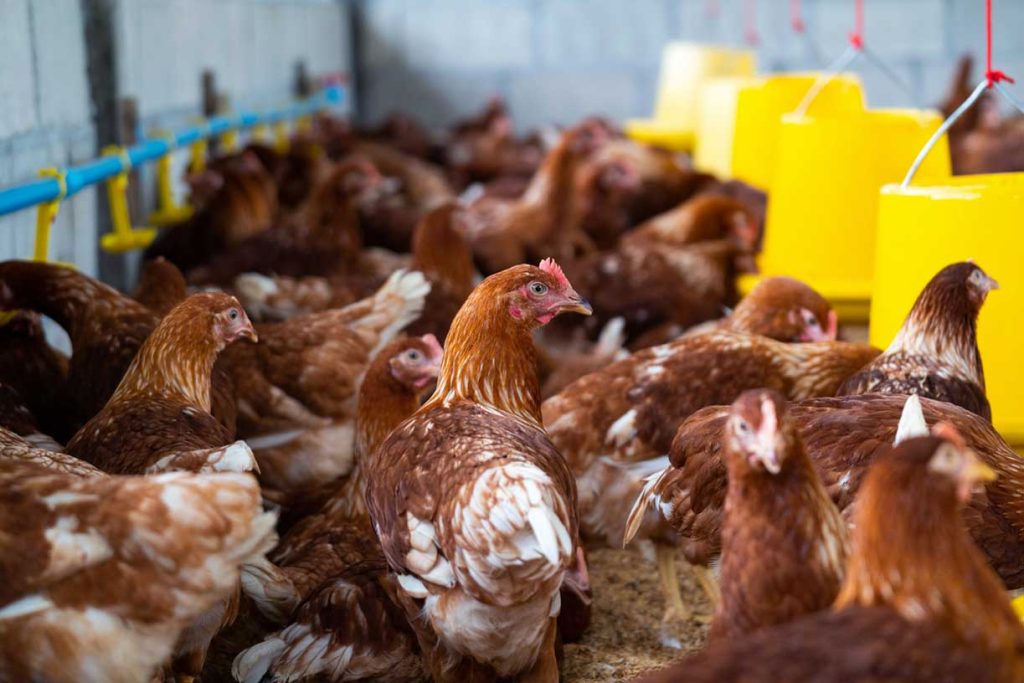 Tabla nutricional del maíz para aves​