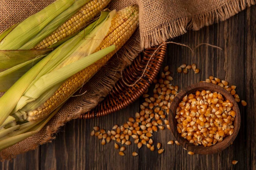 Valor nutricional del maíz para ganado en alimentación bovina