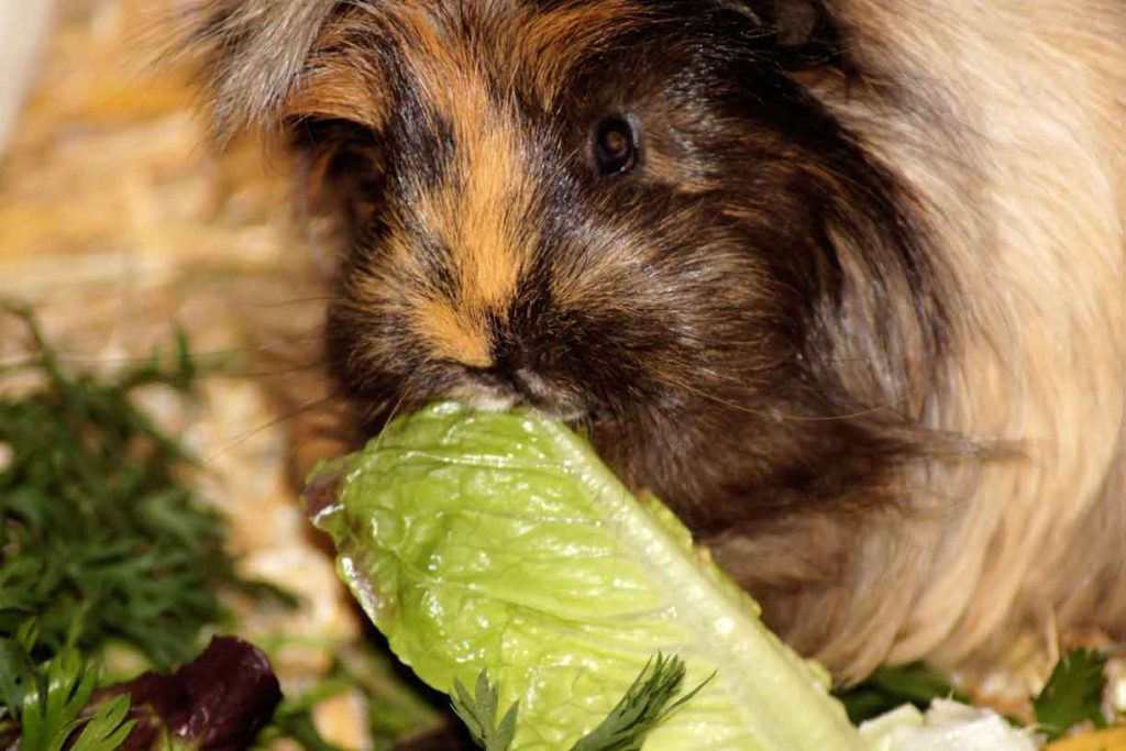 alimento balanceado para cuyes