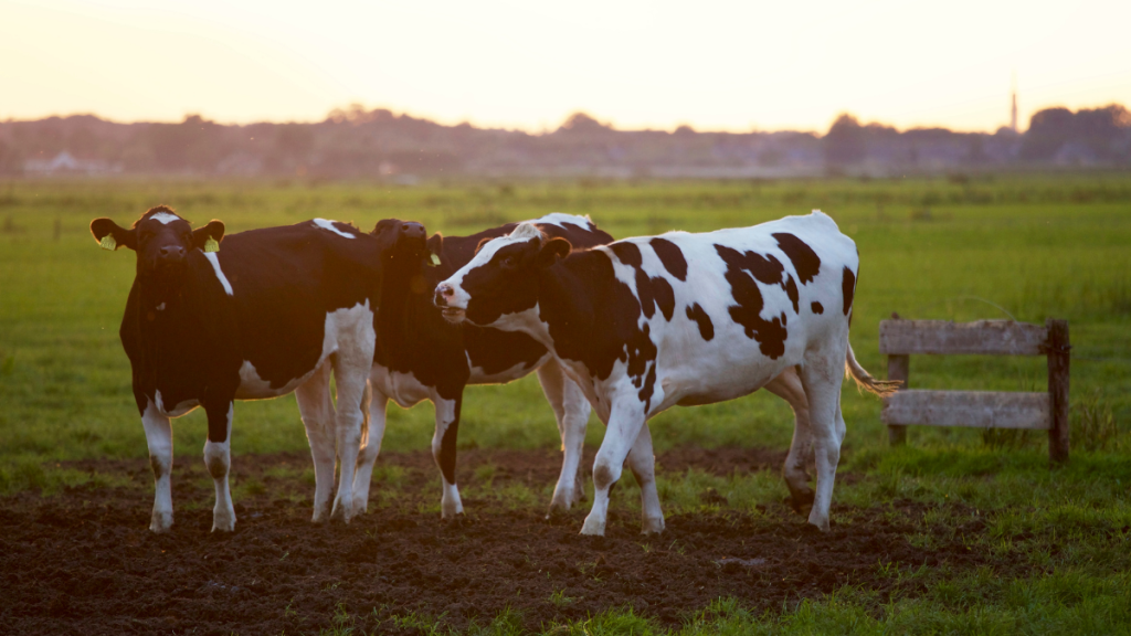 5 Claves para Mejorar la Alimentación de Vacas
