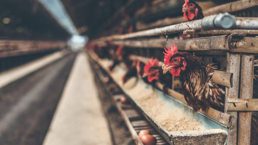 7 Formas Efectivas de Cómo Incorporar Afrecho de Trigo en Dietas para Aves de Granja