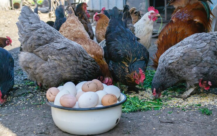 Afrecho de trigo extraordinario en gallinas ponedoras