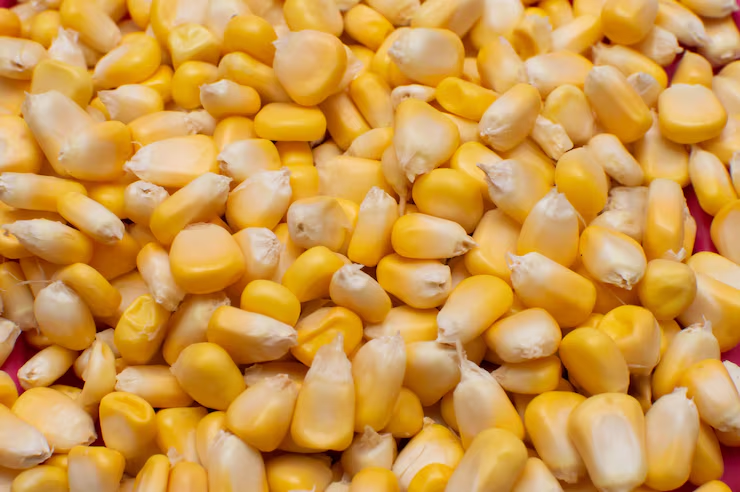 Maíz Grano Húmedo Poderoso alimento para ganado