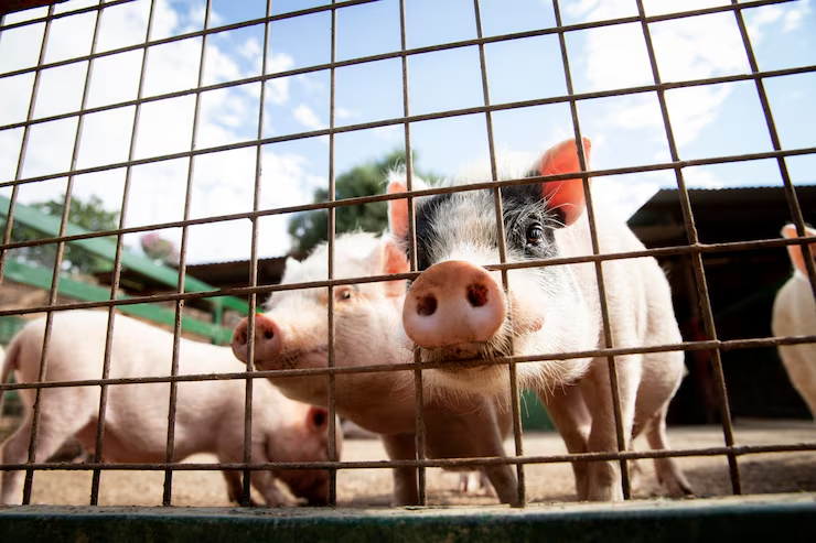 Etapas del cerdo con nutrición brillante y eficaz